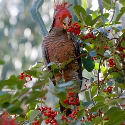 Callocephalon fimbriatum (Gang-gang Cockatoo) at Federal Golf Course - 9 May 2021 by ebristow