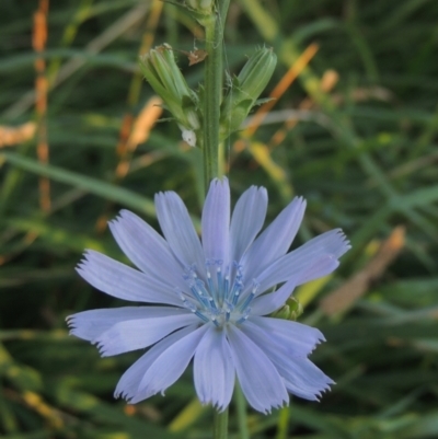 Cichorium intybus (Chicory) at Monash, ACT - 4 Mar 2021 by MichaelBedingfield