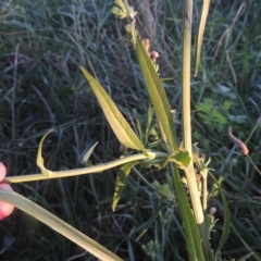 Cichorium intybus at Monash, ACT - 4 Mar 2021 08:30 PM