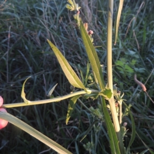 Cichorium intybus at Monash, ACT - 4 Mar 2021 08:30 PM