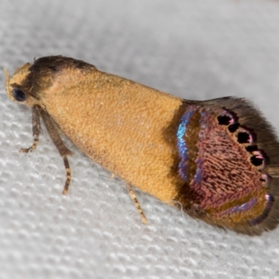 Eupselia satrapella and similar species (An Hypertrophid moth) at Melba, ACT - 15 Dec 2020 by Bron