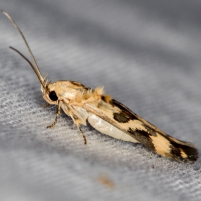 Stathmopoda melanochra (An Oecophorid moth (Eriococcus caterpillar)) at Melba, ACT - 16 Dec 2020 by Bron