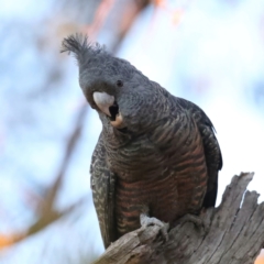 Callocephalon fimbriatum (Gang-gang Cockatoo) at Mount Ainslie - 12 May 2021 by jb2602