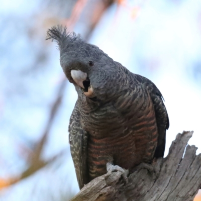 Callocephalon fimbriatum (Gang-gang Cockatoo) at Mount Ainslie - 12 May 2021 by jbromilow50