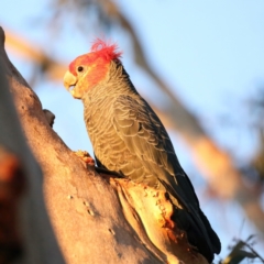 Callocephalon fimbriatum at Majura, ACT - 12 May 2021