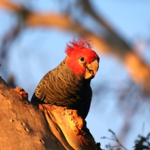 Callocephalon fimbriatum at Majura, ACT - suppressed