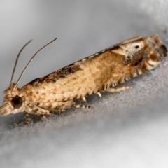 Crocidosema plebejana (Cotton Tipworm Moth) at Melba, ACT - 16 Dec 2020 by Bron
