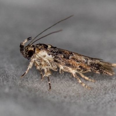 Ardozyga sodalisella (A Gelechioid moth) at Melba, ACT - 16 Dec 2020 by Bron