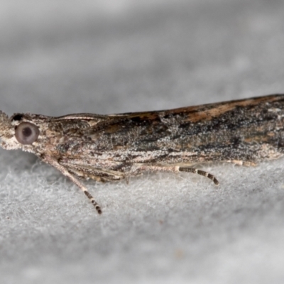 Crocydopora cinigerella (A Pyralid moth) at Melba, ACT - 16 Dec 2020 by Bron
