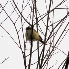 Acanthiza reguloides (Buff-rumped Thornbill) at Felltimber Creek NCR - 16 May 2021 by Kyliegw