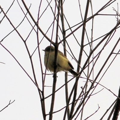 Acanthiza reguloides (Buff-rumped Thornbill) at West Wodonga, VIC - 16 May 2021 by Kyliegw