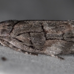 Illidgea epigramma (A Gelechioid moth) at Melba, ACT - 16 Dec 2020 by Bron