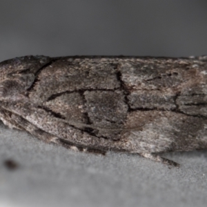 Illidgea epigramma at Melba, ACT - 16 Dec 2020