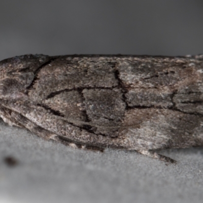 Illidgea epigramma (A Gelechioid moth) at Melba, ACT - 16 Dec 2020 by Bron