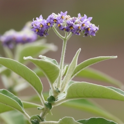 Solanum mauritianum (Wild Tobacco Tree) at Wodonga, VIC - 16 May 2021 by KylieWaldon