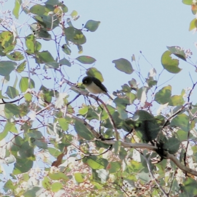 Zosterops lateralis (Silvereye) at Wodonga - 16 May 2021 by Kyliegw