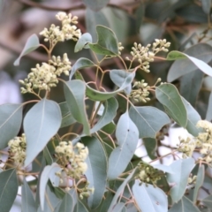 Eucalyptus polyanthemos (Red Box) at Wodonga, VIC - 16 May 2021 by KylieWaldon