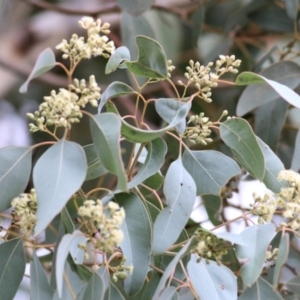 Eucalyptus polyanthemos at Wodonga, VIC - 16 May 2021 11:17 AM