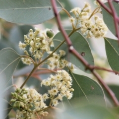 Eucalyptus polyanthemos at Wodonga, VIC - 16 May 2021