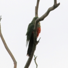 Alisterus scapularis (Australian King-Parrot) at West Wodonga, VIC - 16 May 2021 by KylieWaldon