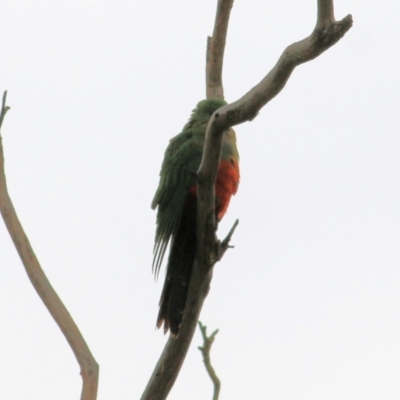 Alisterus scapularis (Australian King-Parrot) at Wodonga - 16 May 2021 by Kyliegw