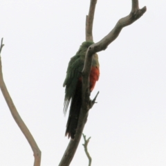 Alisterus scapularis (Australian King-Parrot) at West Wodonga, VIC - 16 May 2021 by Kyliegw