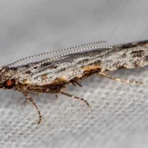 Hypatima harpophora at Melba, ACT - 16 Dec 2020