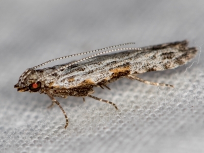 Hypatima harpophora (A Gelechioid moth (Chelariinae)) at Melba, ACT - 16 Dec 2020 by Bron