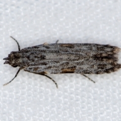 Hypatima harpophora at Melba, ACT - 16 Dec 2020