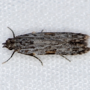 Hypatima harpophora at Melba, ACT - 16 Dec 2020