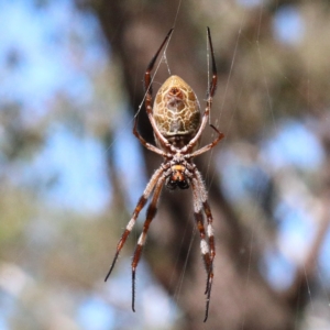 Trichonephila edulis at O'Connor, ACT - 28 Feb 2021 03:14 PM