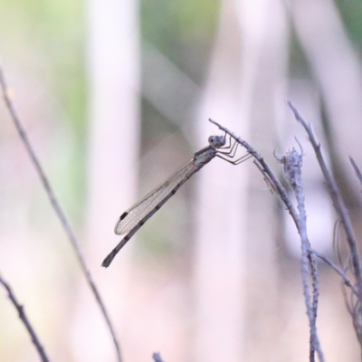 Austrolestes leda (Wandering Ringtail) at Dryandra St Woodland - 2 Mar 2021 by ConBoekel