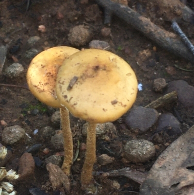 zz agaric (stem; gills not white/cream) at O'Connor, ACT - 16 May 2021 by NedJohnston