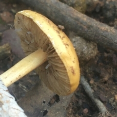 zz agaric (stem; gills not white/cream) at O'Connor, ACT - 16 May 2021