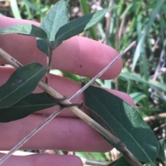 Lonicera japonica at O'Connor, ACT - 16 May 2021