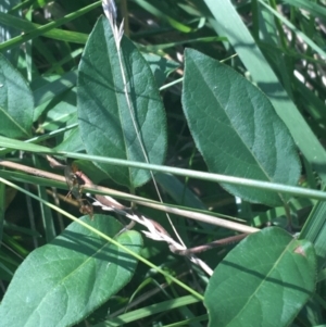 Lonicera japonica at O'Connor, ACT - 16 May 2021 01:31 PM