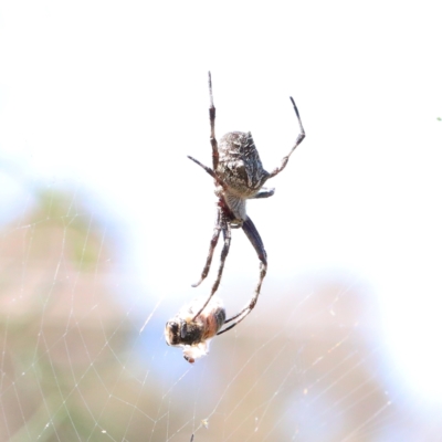 Backobourkia sp. (genus) (An orb weaver) at Dryandra St Woodland - 2 Mar 2021 by ConBoekel