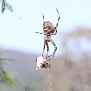 Backobourkia (genus) at O'Connor, ACT - 2 Mar 2021 02:44 PM