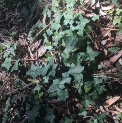 Hedera helix (Ivy) at O'Connor, ACT - 16 May 2021 by Ned_Johnston