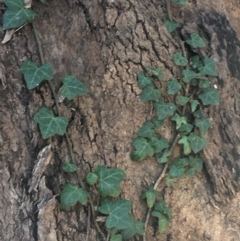 Hedera sp. (helix or hibernica) at Dryandra St Woodland - 16 May 2021 01:32 PM