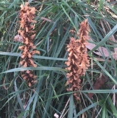 Orobanche minor (Broomrape) at O'Connor, ACT - 16 May 2021 by NedJohnston