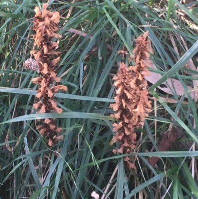 Orobanche minor (Broomrape) at O'Connor, ACT - 16 May 2021 by Ned_Johnston