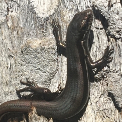 Morethia boulengeri (Boulenger's Skink) at O'Connor, ACT - 16 May 2021 by NedJohnston