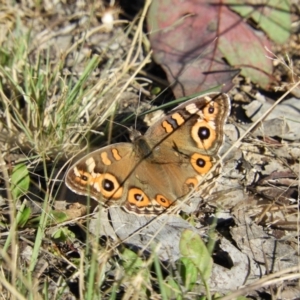 Junonia villida at Greenway, ACT - 16 May 2021