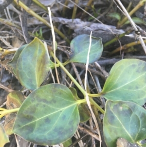 Vinca major at O'Connor, ACT - 16 May 2021