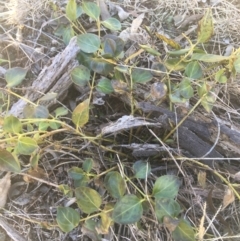 Vinca major at O'Connor, ACT - 16 May 2021