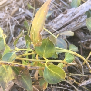 Vinca major at O'Connor, ACT - 16 May 2021