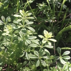 Galium aparine (Goosegrass, Cleavers) at Dryandra St Woodland - 16 May 2021 by Ned_Johnston