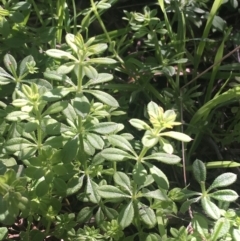 Galium aparine (Goosegrass, Cleavers) at O'Connor, ACT - 16 May 2021 by Ned_Johnston