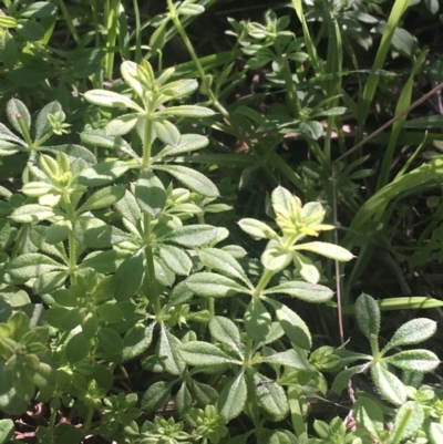 Galium aparine (Goosegrass, Cleavers) at O'Connor, ACT - 16 May 2021 by NedJohnston